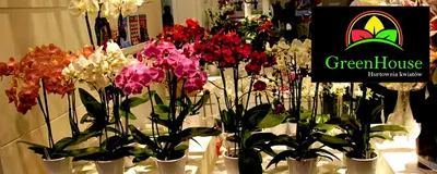 GreenHouse Hurtownia Kwiatów